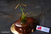 entremets au chocolat