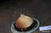 entremets glacé aux fruits